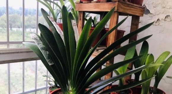 4种娇气花，就怕“当头灌”，叶片沾水就烂，浇水要谨慎