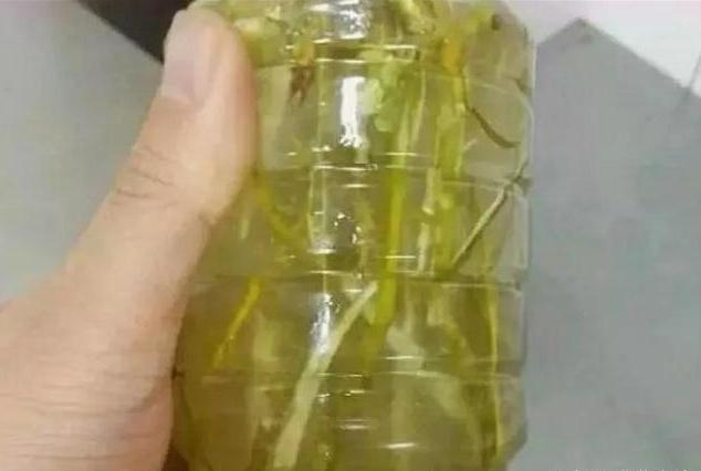 土壤|往盆里埋点“它”,啥花都能长好,土壤板结问题分分钟解决,实用