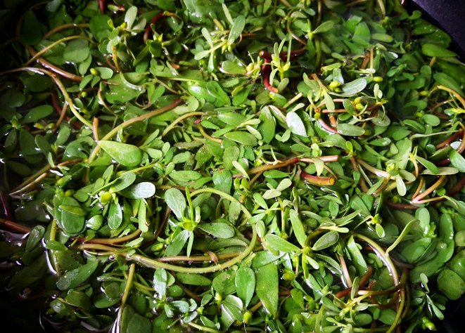 黏液|药食两用马齿苋 清热解毒凉血止血