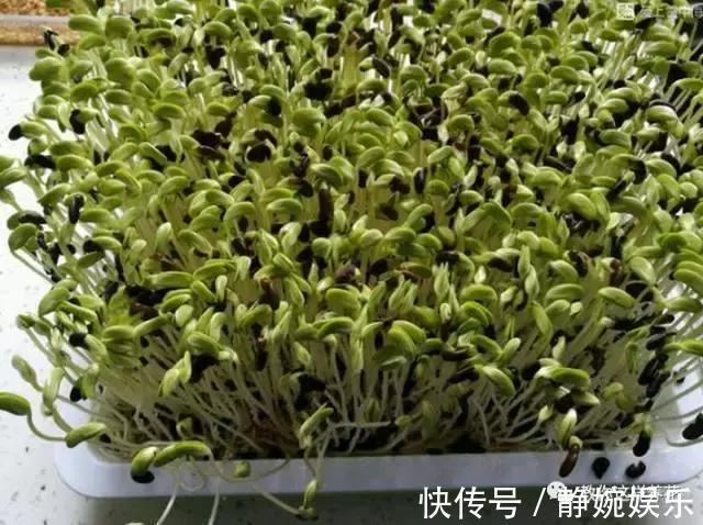 麻豌豆|学会纸上种菜，在家就能做菜农，青菜不用买！