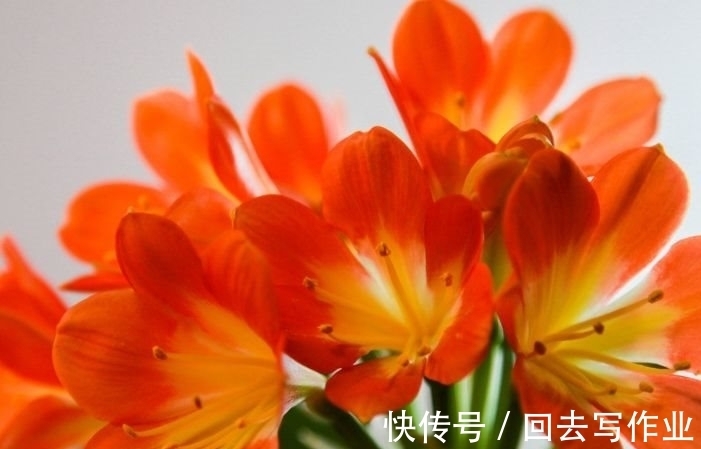 农历十一月大雪过后,养什么花?家里养3种花,金桂生辉萱草长春