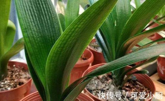 花友们|君子兰不会养,学会5招小技巧,叶片肥厚,开花一茬又一茬