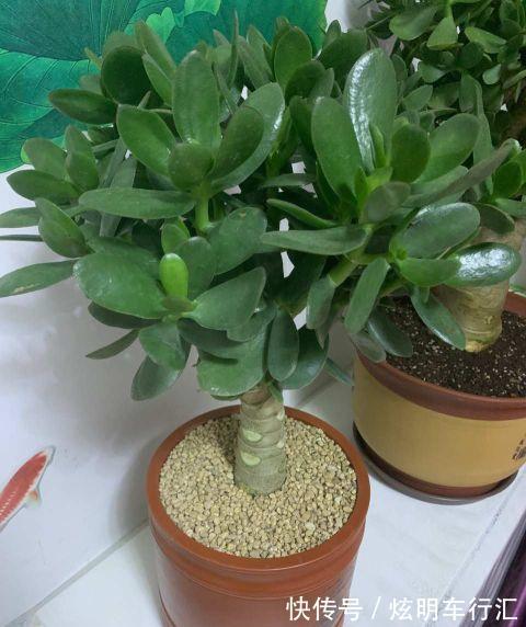 家里养上三种树,旺财旺人,你家养的吗?