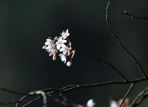 武陵源十里画廊：樱花烂漫迎客来（组图）