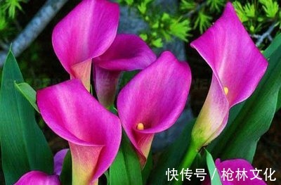 喜欢养护漂亮的花卉,就选择3种花卉,开花优雅漂亮,养花必备