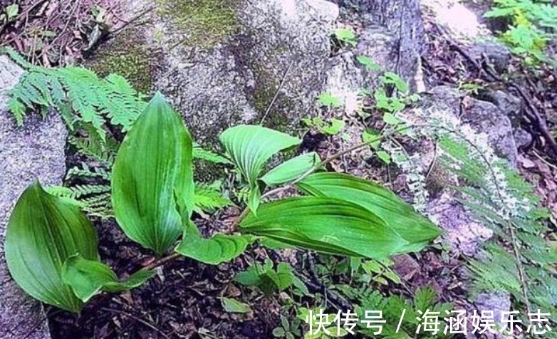 农村|农村一种草叫“鹿鞭草”,滋补效果好,男人喜欢用它泡酒喝