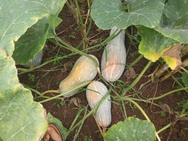 提个醒南瓜虽好,但是也有三个禁忌,吃错了,食补不成反伤身