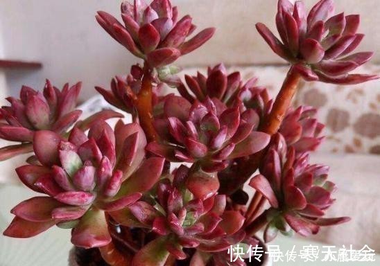 多肉植物|五种多肉冬天养最好，好养易爆盆，适当冻一冻，养出美状态！