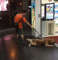 狗子|“一男子为了庆祝好友退役归来,竟女装欢迎?”哈哈哈哈