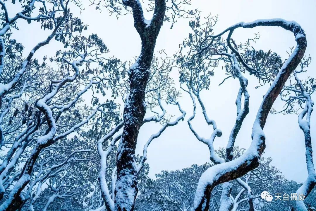 许琼|快看,又下雪了!