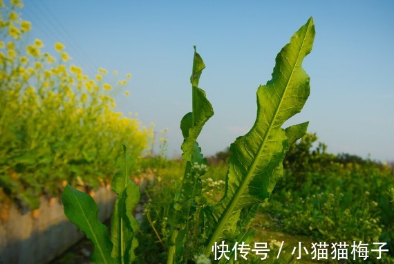 益母草|66种野菜大图片，带你见识不同的野菜和吃法，你想要的野菜这里有