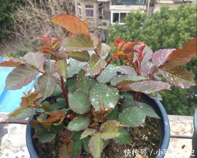 春季,养月季,做好4点,新芽蹭蹭冒,又粗又壮