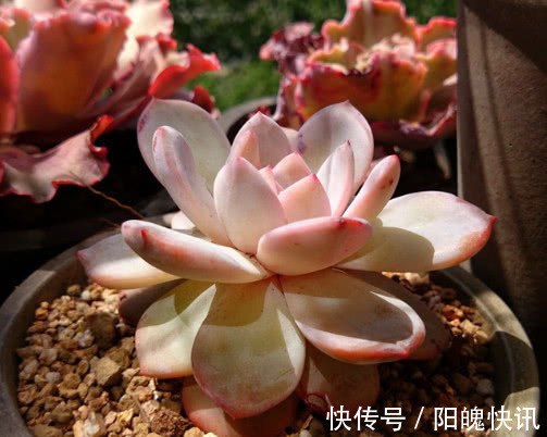 多肉芙蓉雪莲怎么养更美观教你3个小妙招,养出饱满红润的状态