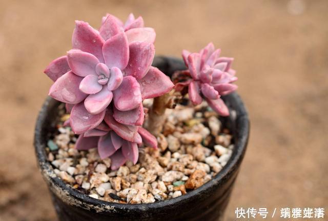 多肉|最萌不过粉色,这10款粉色系多肉,各有各的美,哪种能“粉”到你