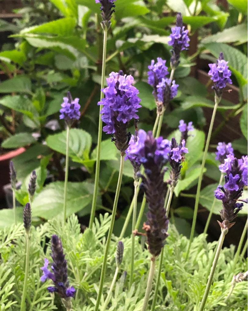 1盆薄荷提神醒脑,揪片叶子还能吃,性价比超高