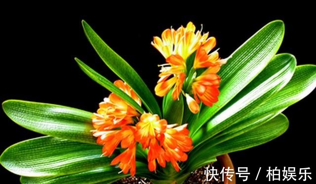 啤酒|君子兰“会浇水”就养得好,这2种水换着来,叶子绿得亮眼睛