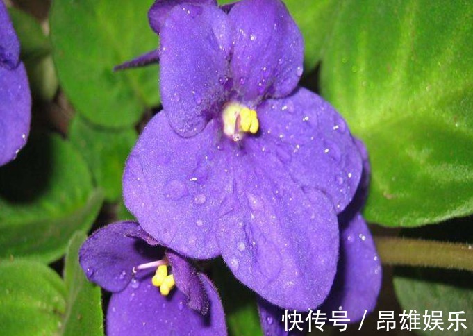 好心情|厕所摆上3种花,不但净化空气,还能驱赶蚊虫,上厕所有个好心情