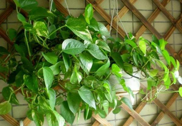 叶片|这几样花草植物，没有光也能正常长叶开花