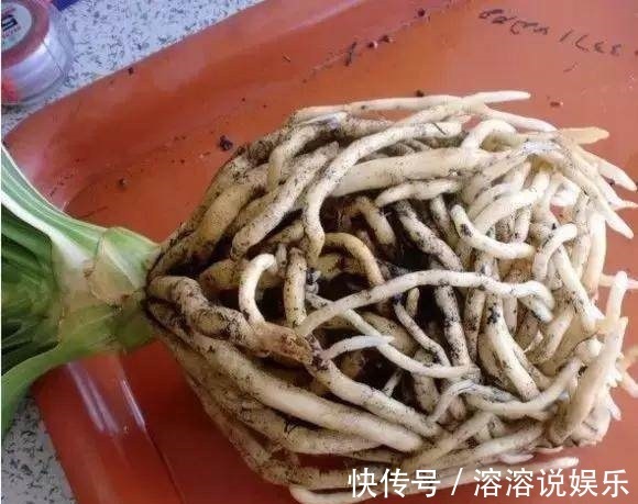 秋天|秋天准备“抗冻肥”，给君子兰、蟹爪兰“喂上”，长得旺、开花多