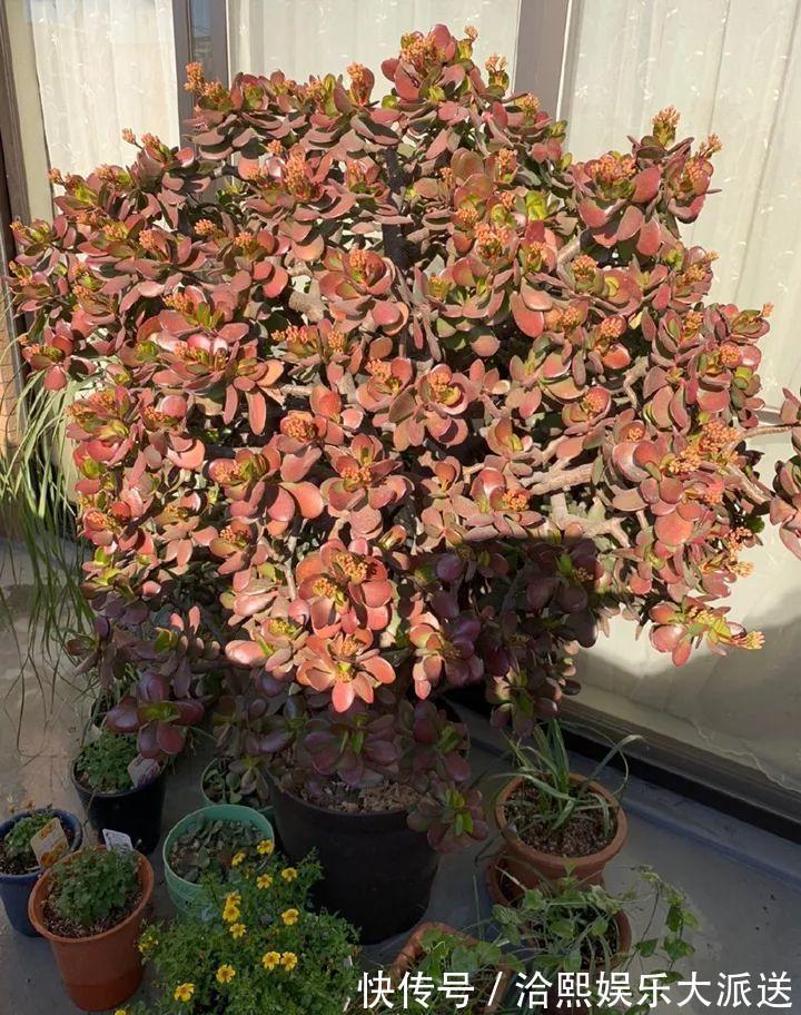 玉树|在家养玉树，记得每月砍一刀，半年长成老桩！