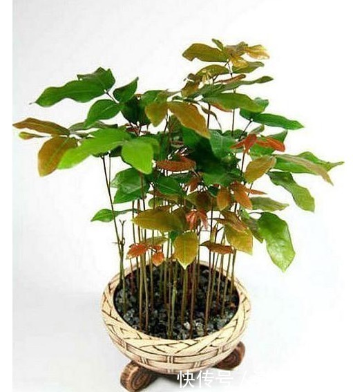 以下8种水果的种子,随便一种就是漂亮的花卉盆景,比买的还漂亮