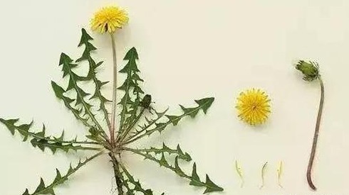 谷谷丁|7种农村常见的野菜,个个都是治病的“良药”,你吃过几个