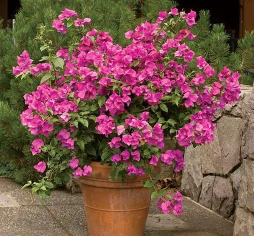 冬天养三角梅,避免3个错误,安全过冬,憋出新芽,养成繁花老桩