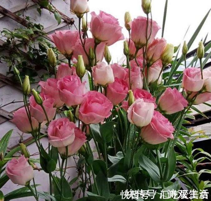 新手|最适合新手养的4种花，沾土就能活，满树都是花朵，漂亮极了