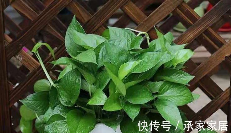 花盆|绿萝叶片稀疏发黄,常见的原因你肯定想不到,解决了就能养爆盆