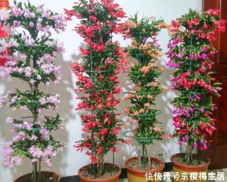 阳台上|养花不需品种多,4种花任选一种,开花整齐又好养,阳台犹如花海