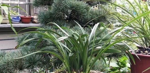 老花农养兰花,用3种植料,兰花不烂根,芽蹭蹭冒,花呼呼开