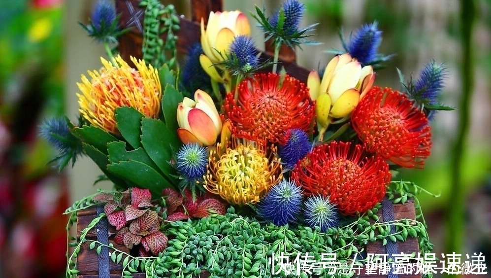 家里养盆帝王花,大气华丽,寓意事业蒸蒸日上,富贵吉祥