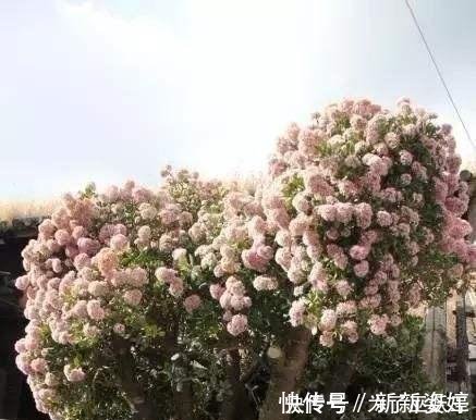 镇宅|3种“便宜花”这样养一养,一年变“老桩”,开花千朵还“镇宅”