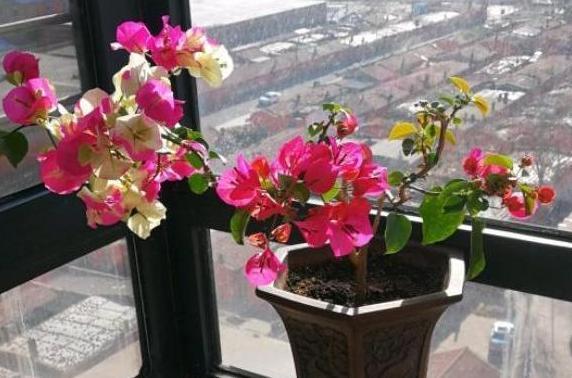 想要盆栽三角梅花团锦簇就从4方面入手，保管1个月花满枝头