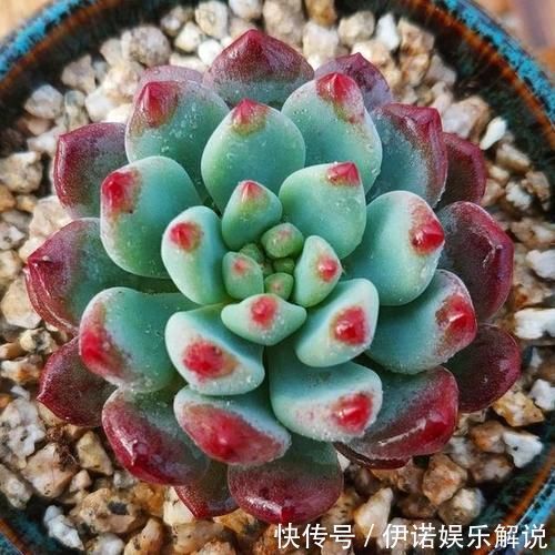 蒂亚|喜欢养多肉努力集齐这9个色系吧,放在阳台上色彩斑斓,非常好看