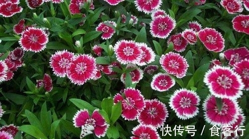 此花是母亲慈爱的象征，默默无闻的奉献，却有着最迷人的花色