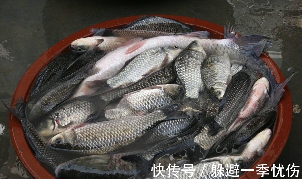 冬钓|冬钓鲫鱼久坐无口,给你三个建议,大板鲫一钓一箩筐