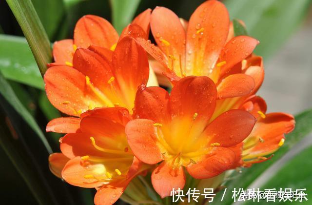 植株|养君子兰，一片叶也别剪，否则一朵花也不开，叶片越多越开花