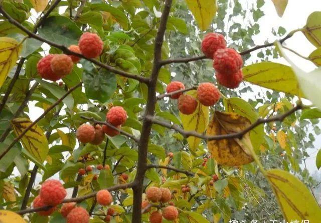 它浑身长刺农民非常讨厌,果实像荔枝,却是国家一级保护植物