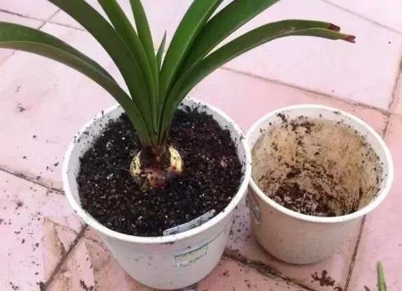 给花“换土”太麻烦丢点“这”3种“玩意”,旧土变成新土!