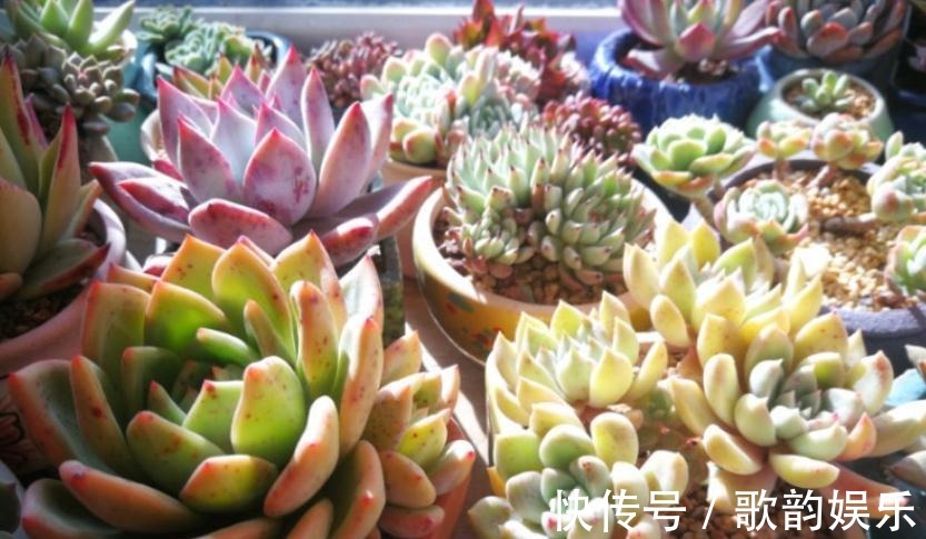 绿爪|送朋友多肉又不落俗套?红橙黄绿青蓝紫彩虹系7色多肉了解一下!