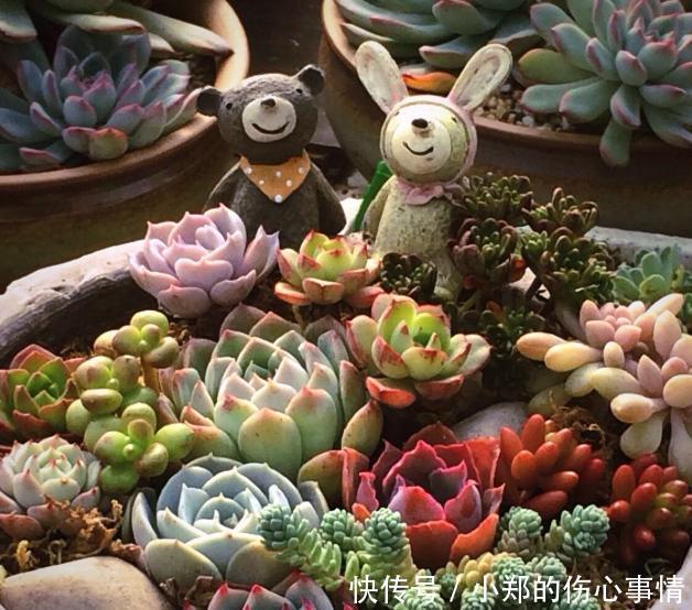 养花尽量不要养多肉!要不然你的生活就会变成这样