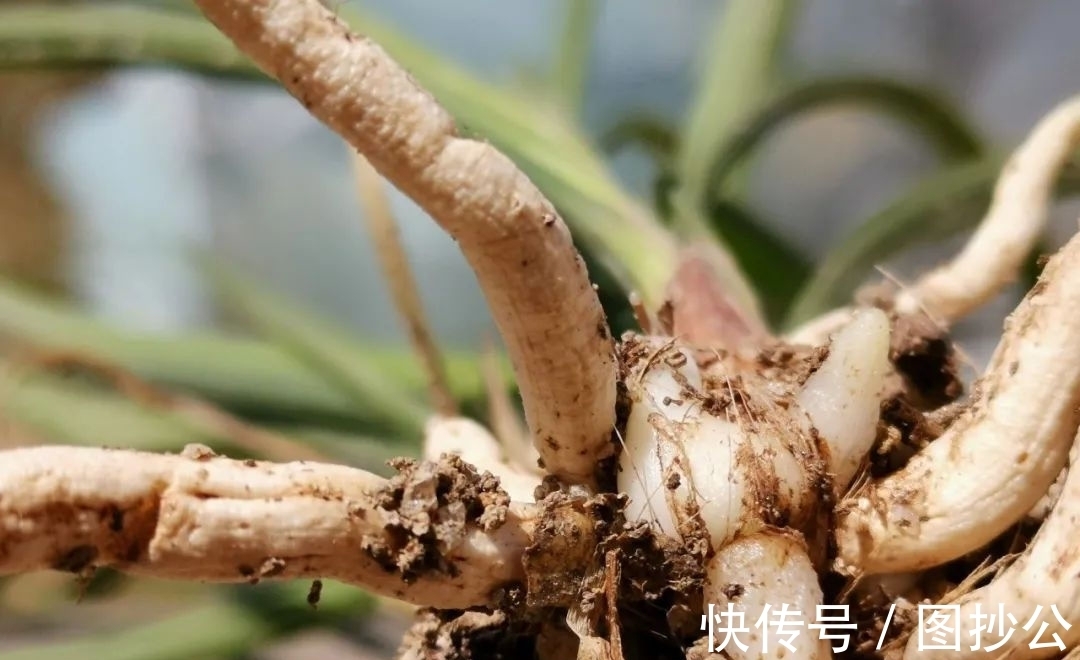 兰花快速生根有诀窍吗?兰友:照这4步操作,30天内就长新根