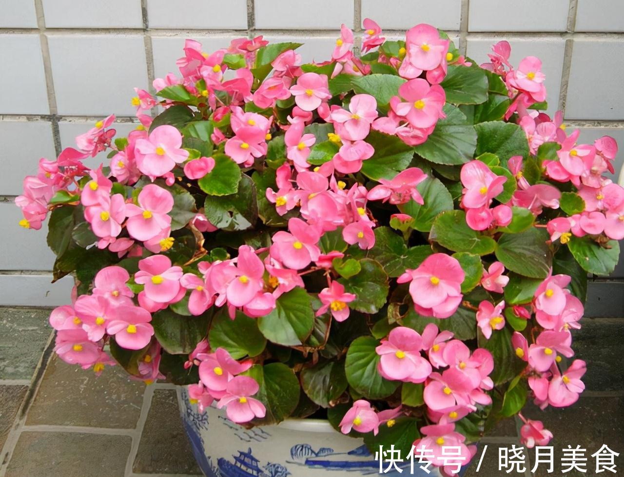 6种花超耐阴,但凡有一丁点散射光,迅速爆满一屋子,美死了