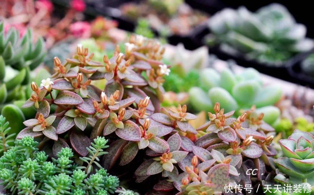 一个盆种了9种花,老妈非说养不好,差点被拔光