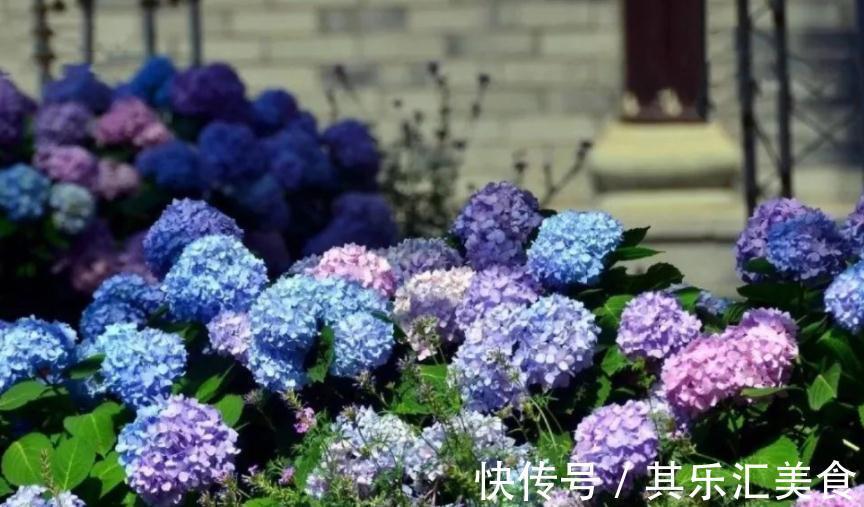 养殖绣球花,别再羡慕别人家花色丰富了,这么就能变色