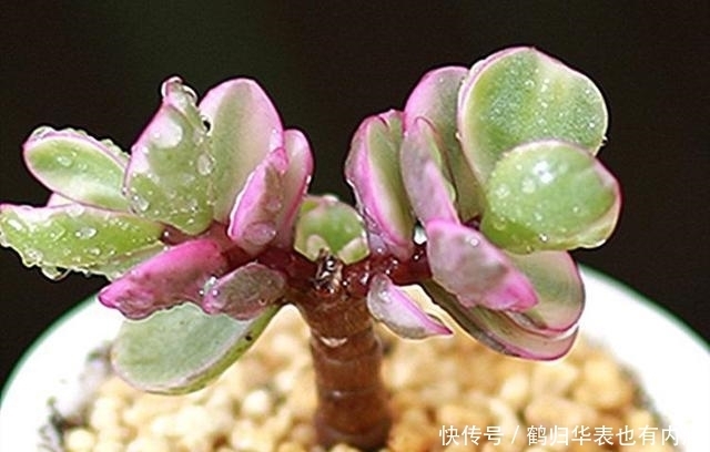 5种多肉开花可遇不可求,太少见别剪掉,值得拍照留影做纪念