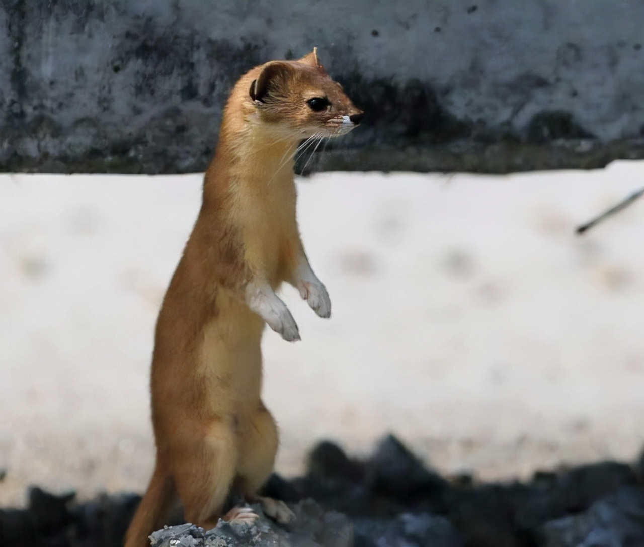 动物$黄鼠狼会给鸡“拜年”，月圆之夜还会拜月，真这么神奇？想多了