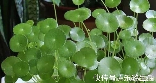 盆栽|会“跳舞”的金钱草，一斤卖15元，可做盆栽观赏，还可入药消炎