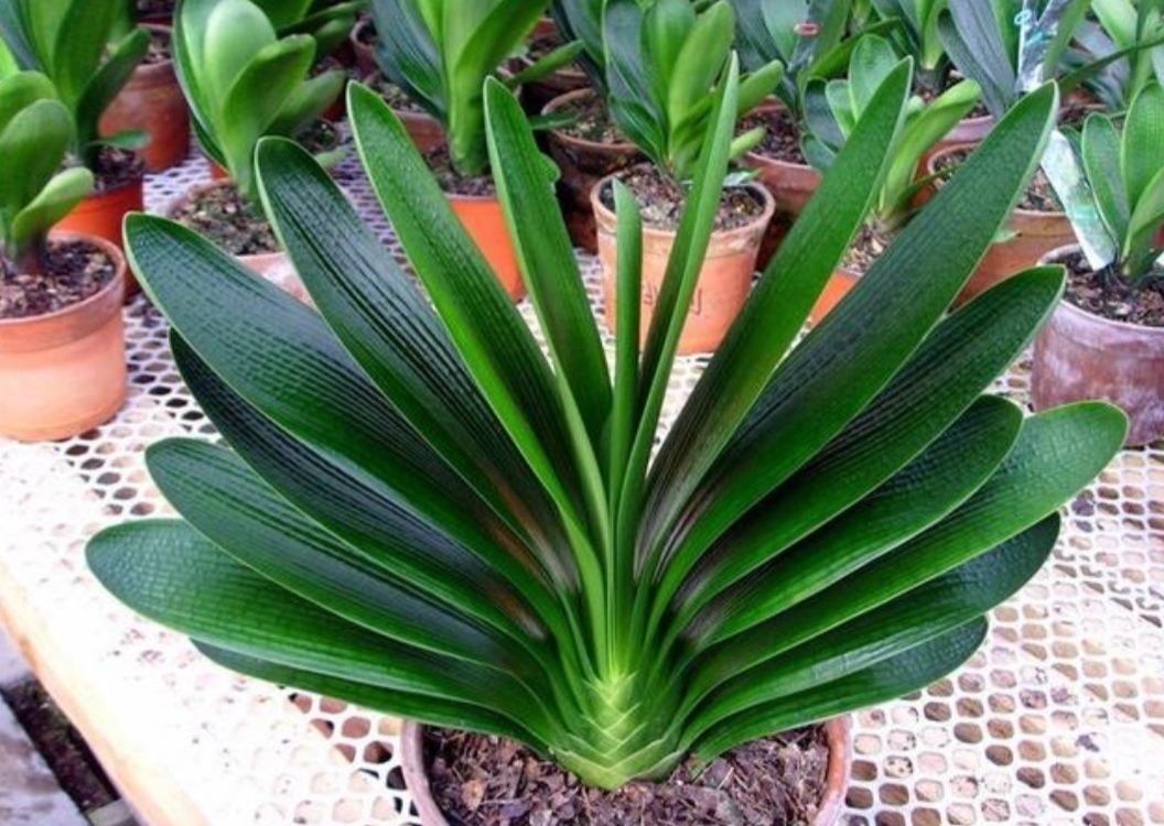 新叶|君子兰不长新叶片,养护上出现问题,很好解决